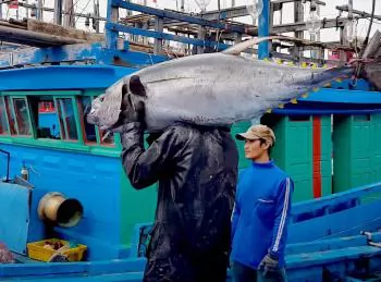 Seafood exports to the US decline amidst MMPA impact