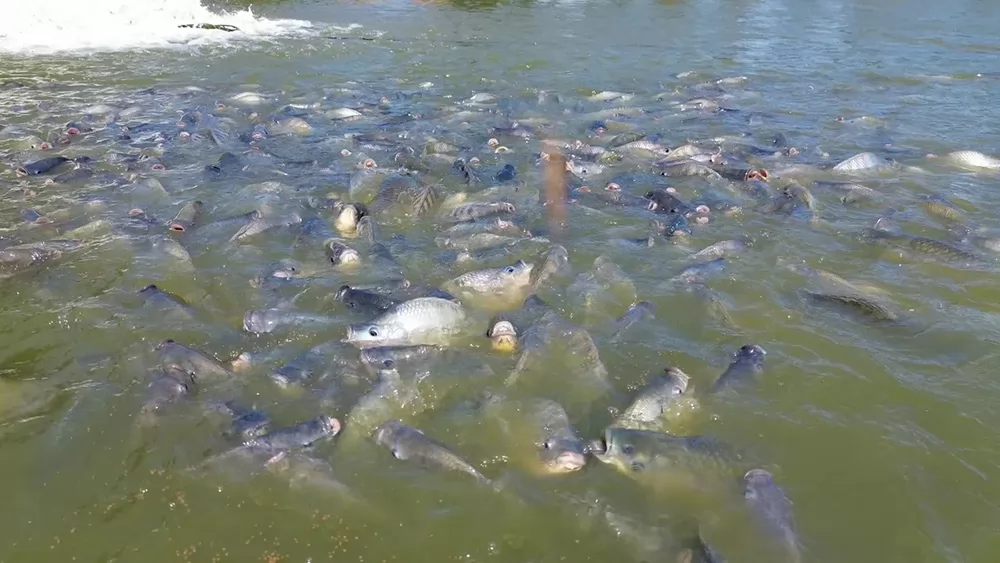 Brazil opens new growth potential for Viet Nam\'s tilapia