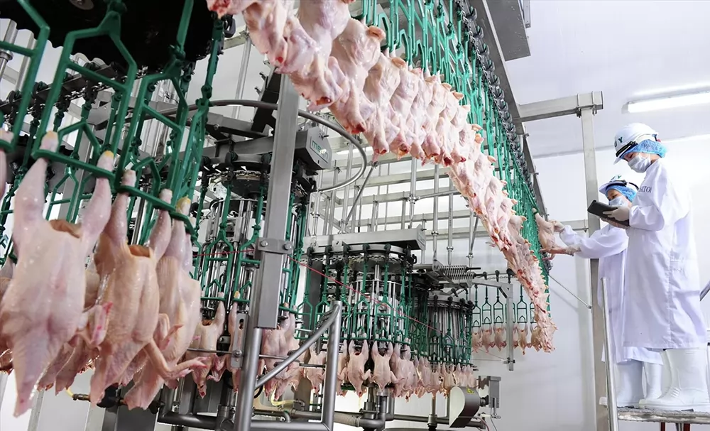 Viet Nam scales \'Feed-Farm-Food\' chain for Halal chicken market Viet Nam scales \'Feed-Farm-Food\' chain for Halal chicken market