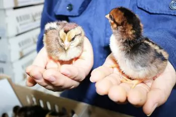 Viet Nam's livestock breakthrough: From importing excellence to modern ecosystem