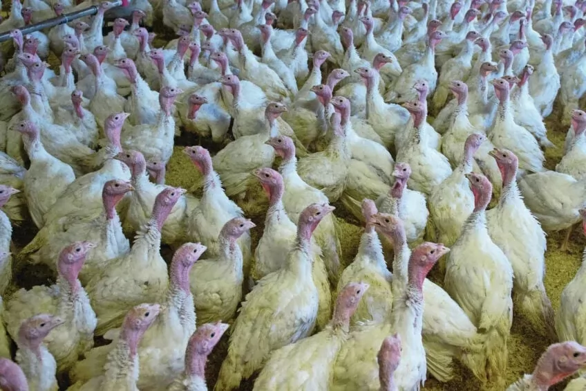 Newcastle disease spreads rapidly in Germany Newcastle disease spreads rapidly in Germany