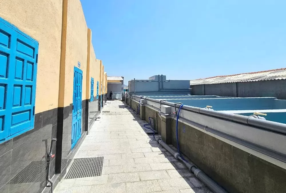 Ambition for high-tech shrimp seed hub: Firms master tech Ambition for high-tech shrimp seed hub: Firms master tech