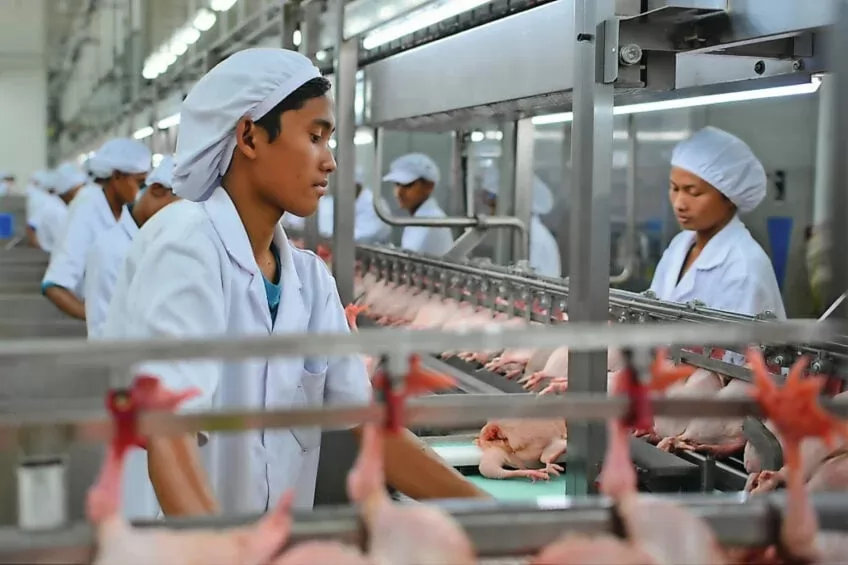 When American chickens knock on Indonesia\'s poultry industry