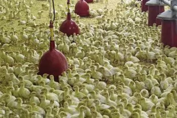 Russia's turkey meat exports surge 40%