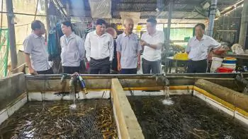 As eel market falls, farmers race to adapt