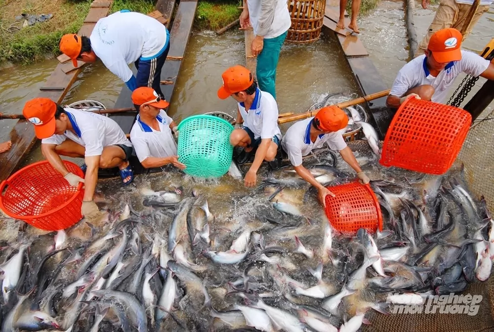 Vietnamese pangasius positions on global seafood map