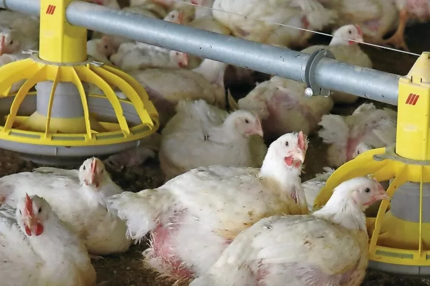 Russian poultry industry slides as profits collapse, Chinese imports surge