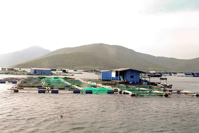Việt Nam develops brackish-water shrimp breeds to boost exports
