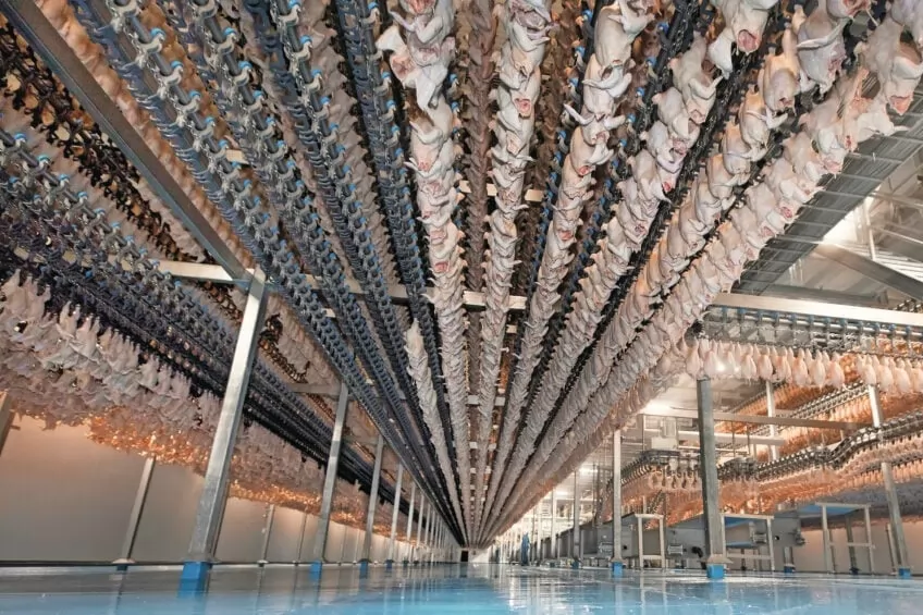 Hungarian poultry producer invests over a billion into poultry processing
