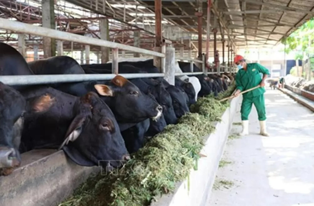 Tay Ninh expands technology application in livestock farming Tay Ninh expands technology application in livestock farming