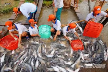 Vietnamese pangasius positions on global seafood map