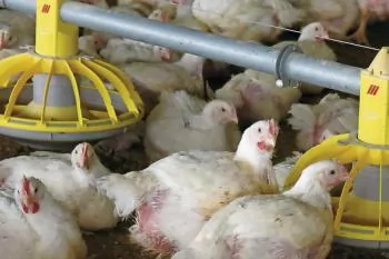Russian poultry industry slides as profits collapse, Chinese imports surge