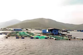 Việt Nam develops brackish-water shrimp breeds to boost exports