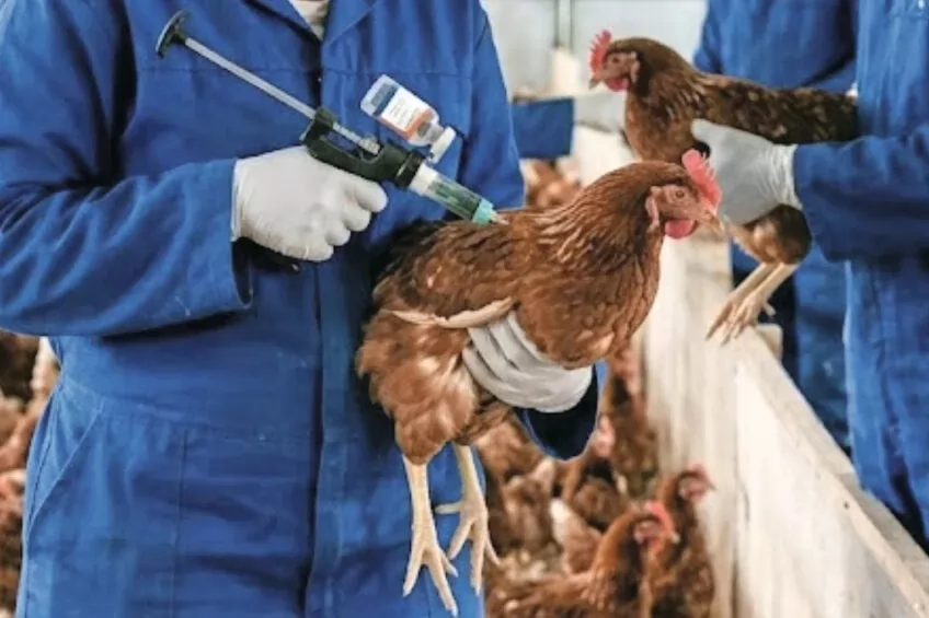 Dutch government moves towards mandatory avian influenza vaccination