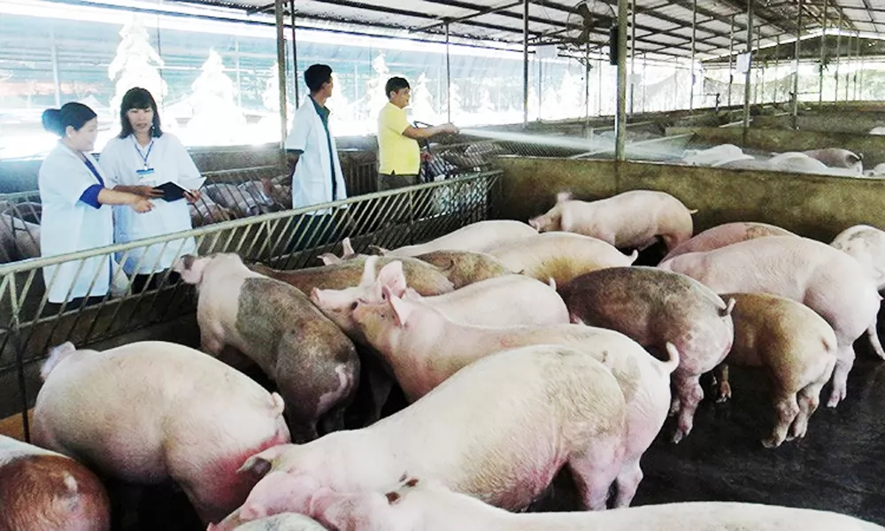 Vietnam considers multi-storey pig farming to modernise livestock industry Vietnam considers multi-storey pig farming to modernise livestock industry