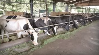 It is time to reduce emission in livestock farming