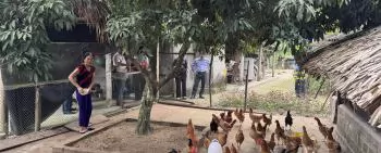 Developing profitable chicken production systems for Southeast Asian farmers