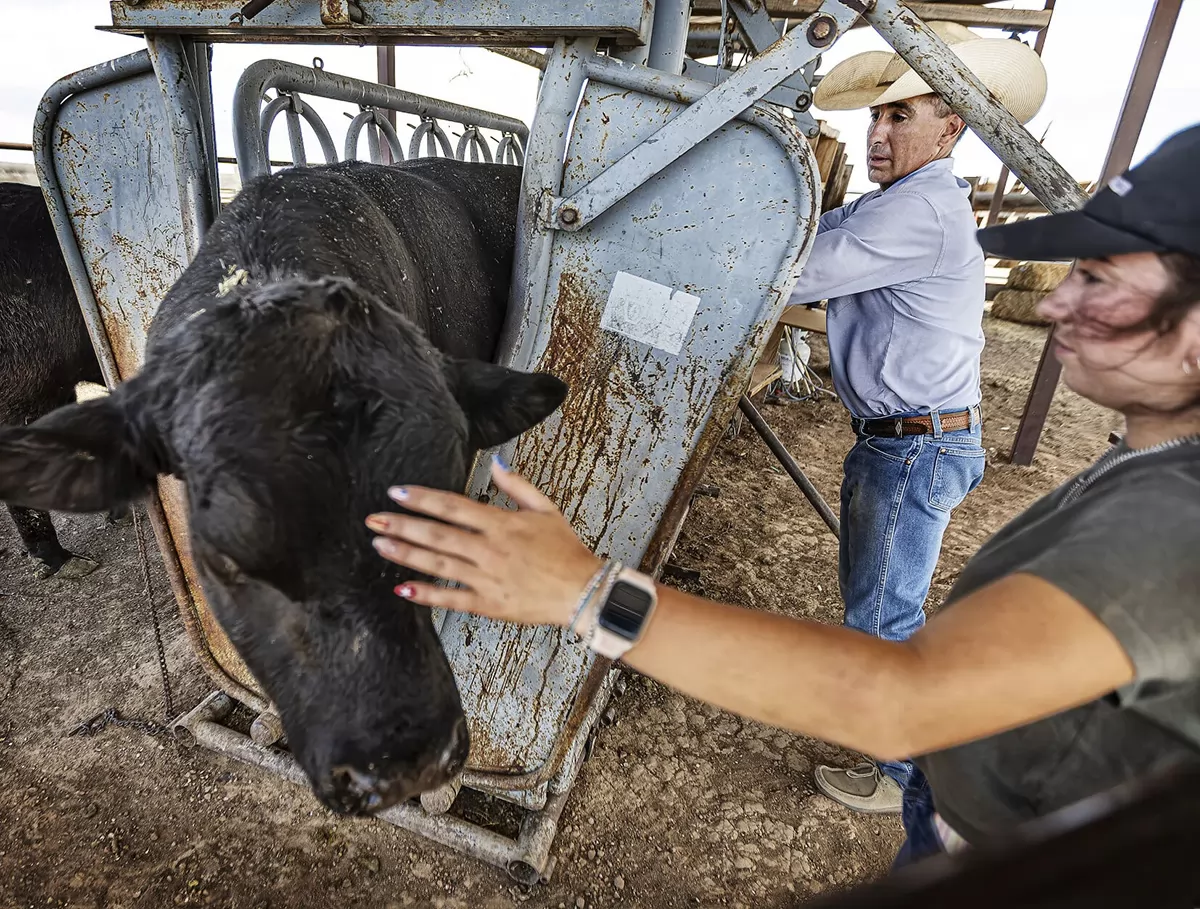 Las Cruces added to \'infested zone\' as New World screwworm spreads